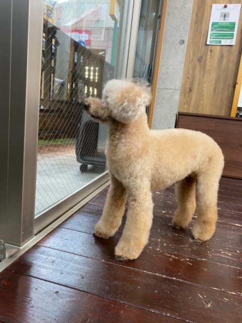 茶々丸ちゃん🐩