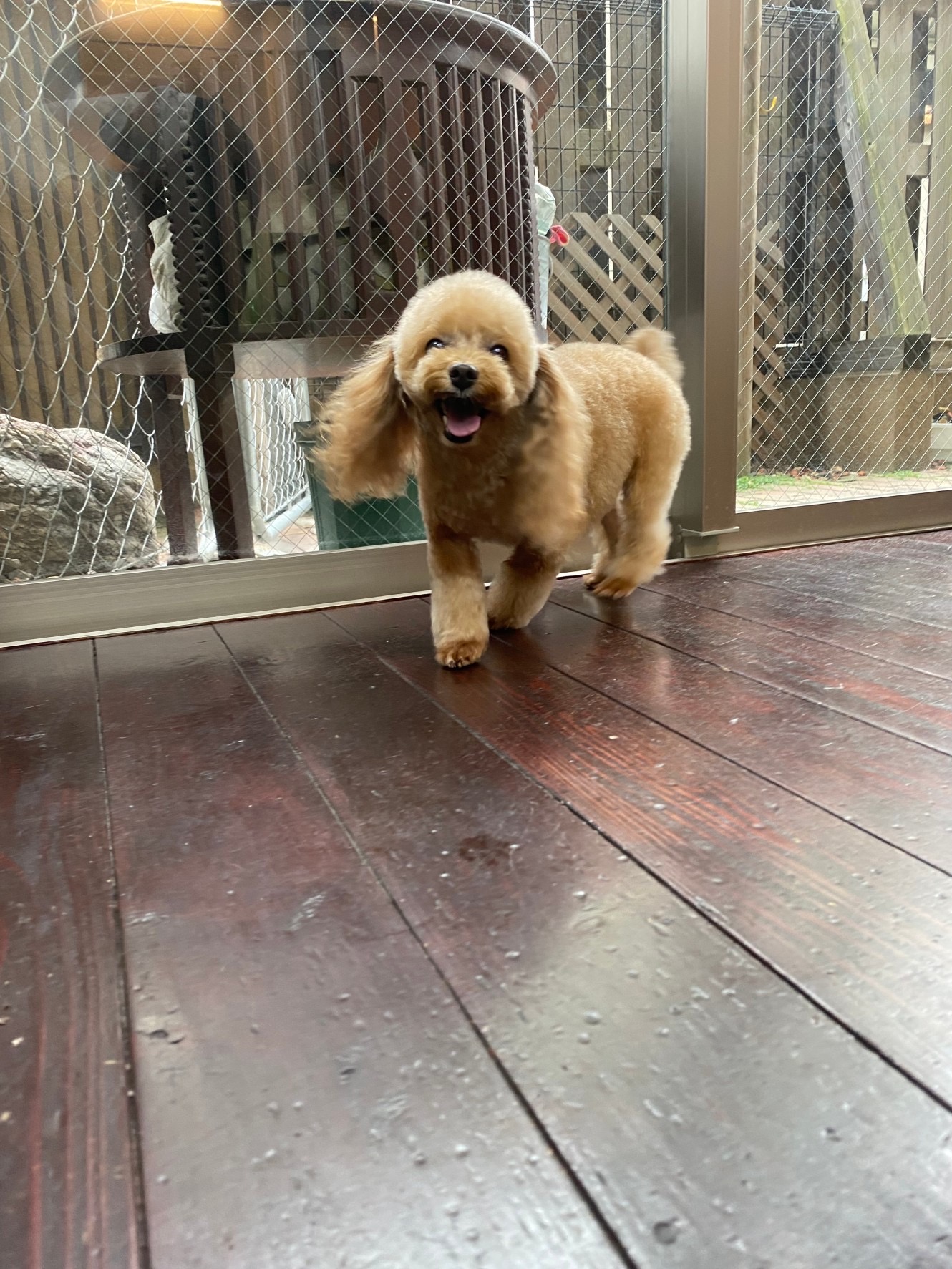 レイナちゃん🐩