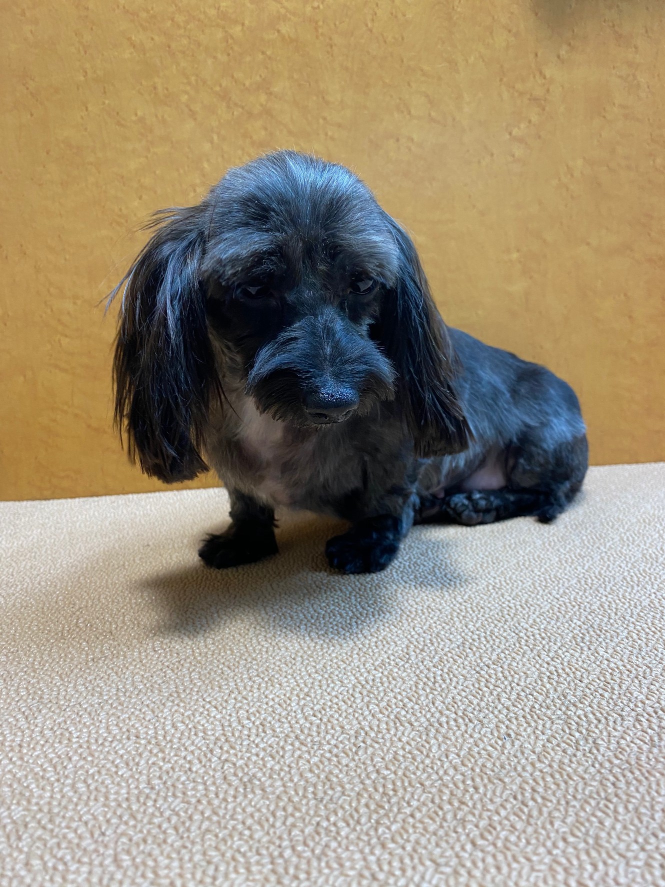 エミリーちゃん！