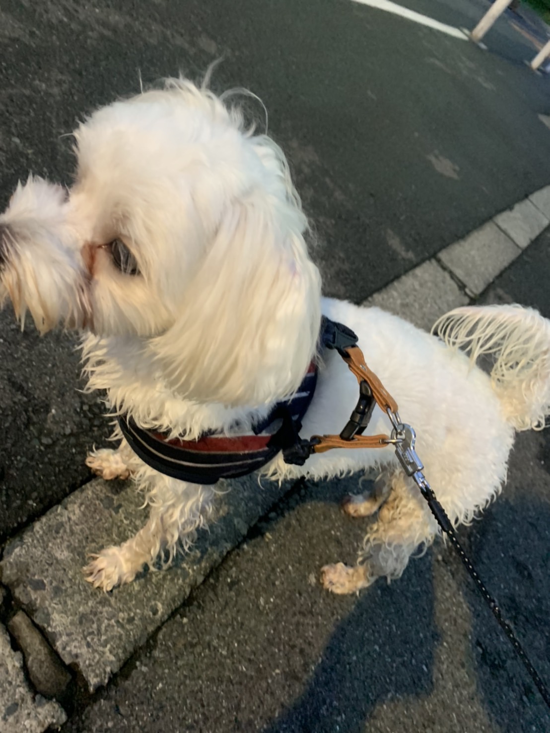 優ちゃんのお散歩！！