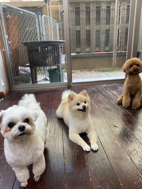 Fuuu&ニコ&ペコちゃん🐶🐶🐶