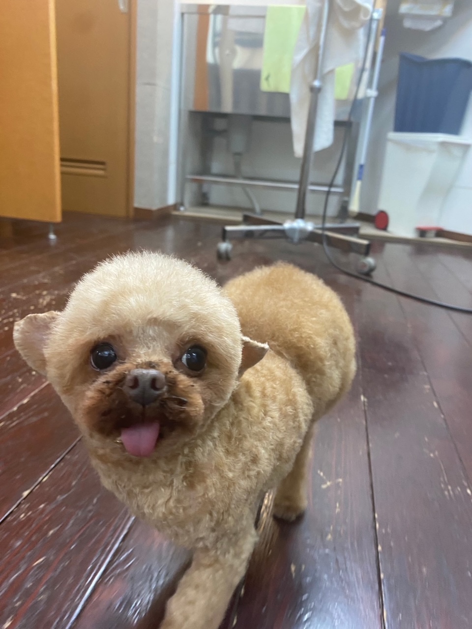 プリン・バンビちゃん🐩🐩