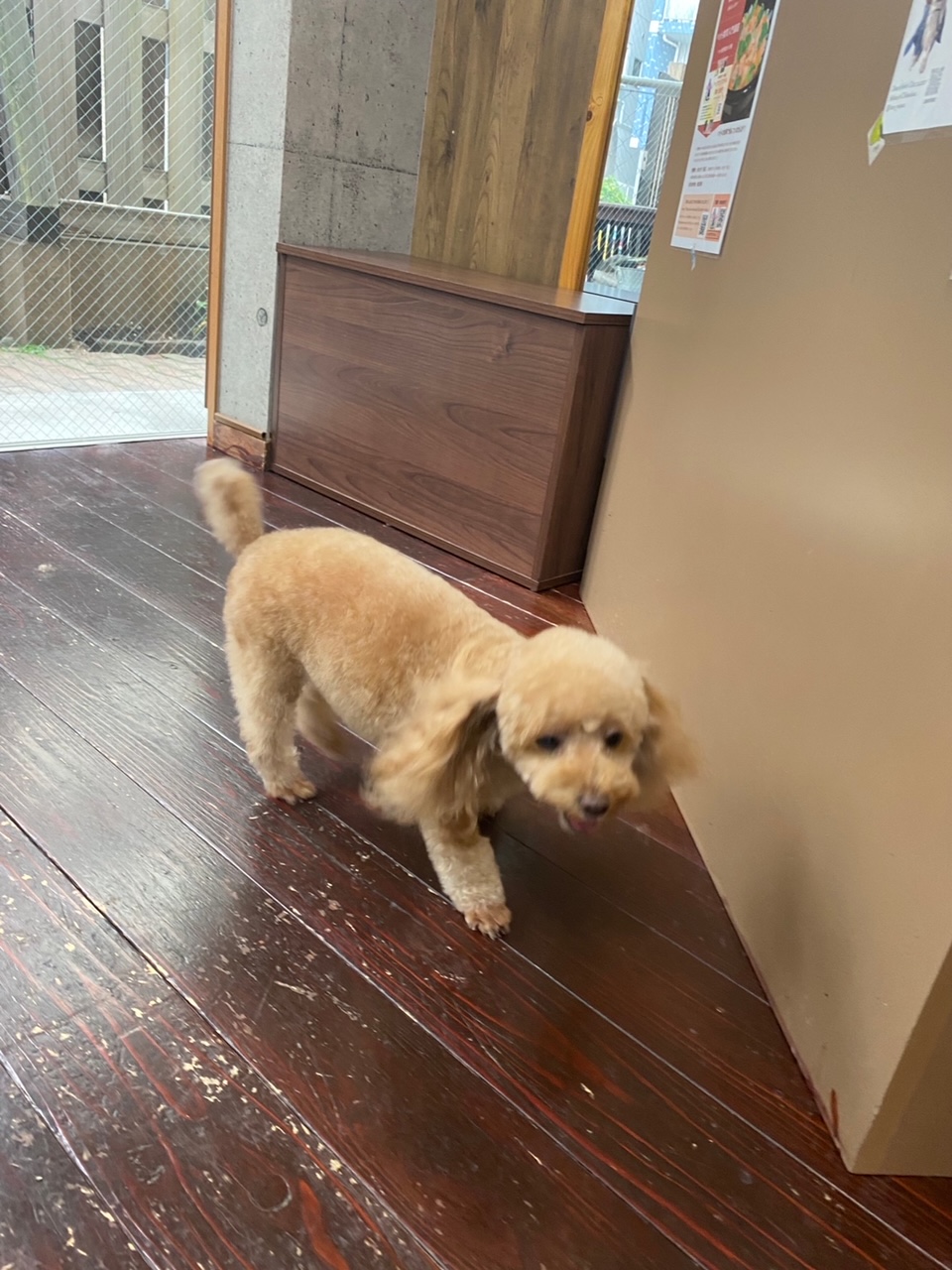 レイナちゃん🐩