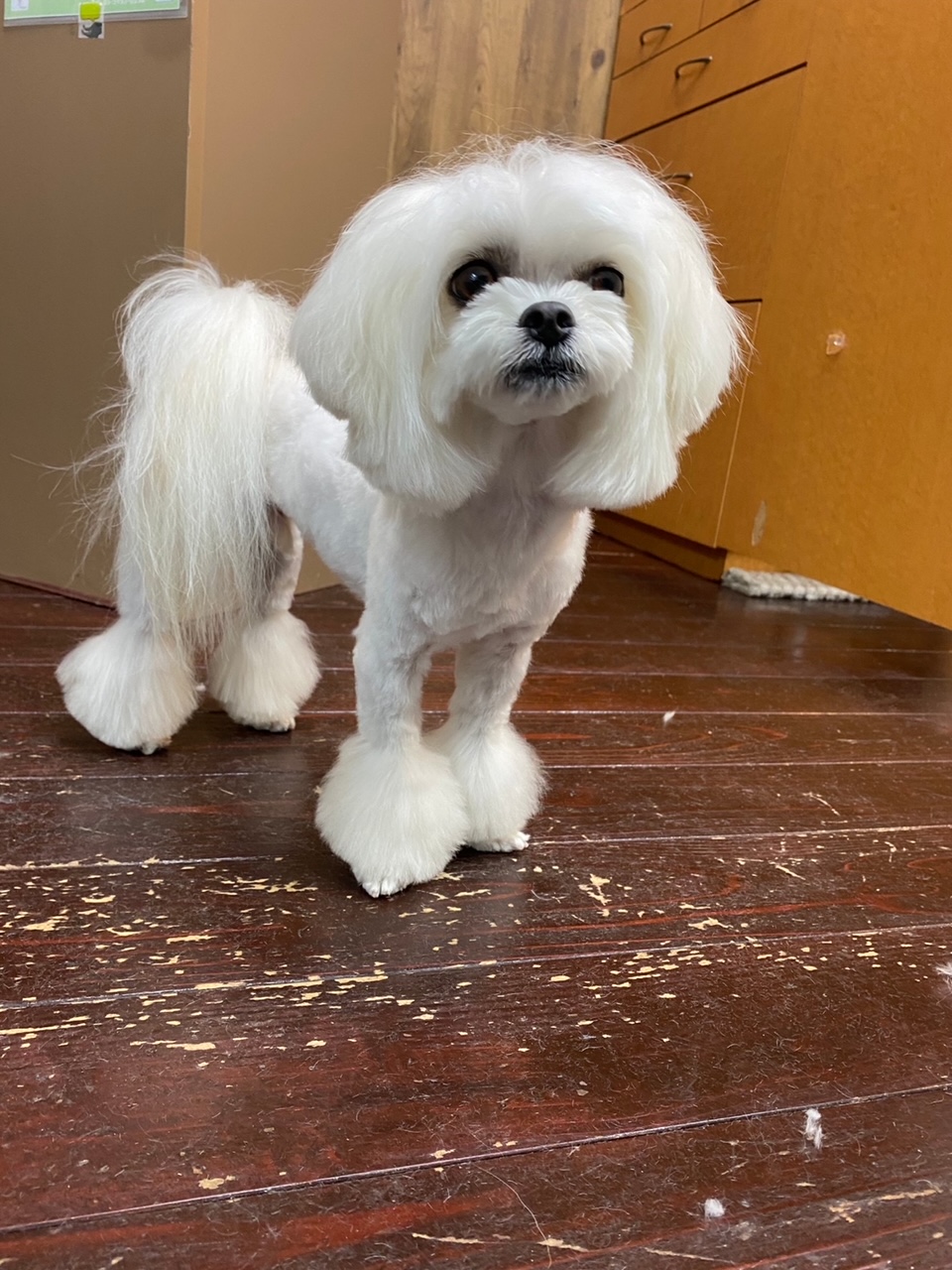 スカイちゃん🐶