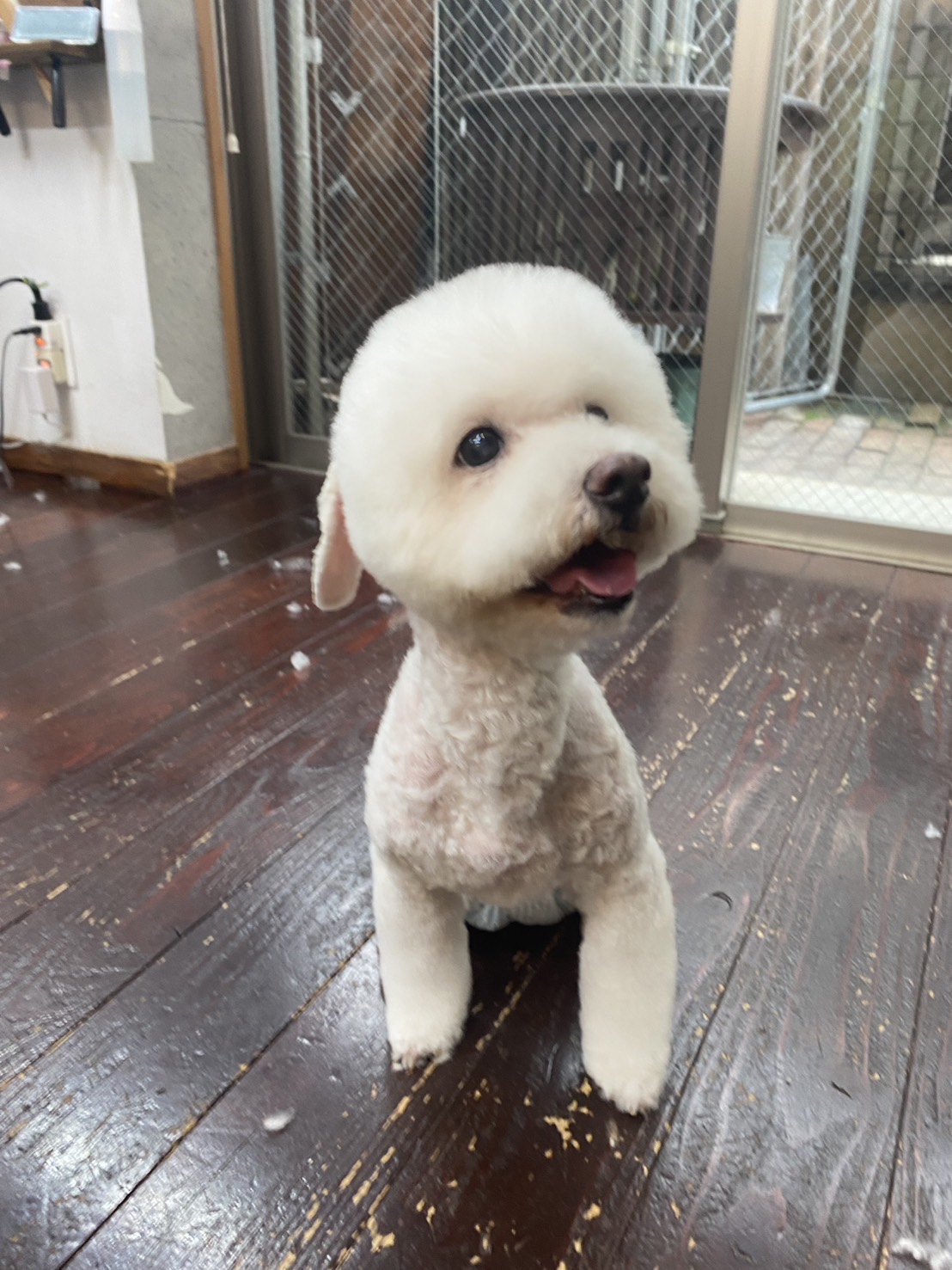 クレアちゃん🐶