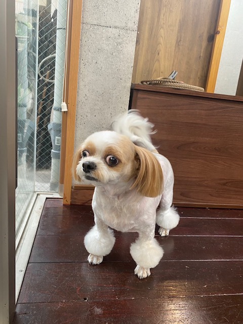 レオンちゃん🐶