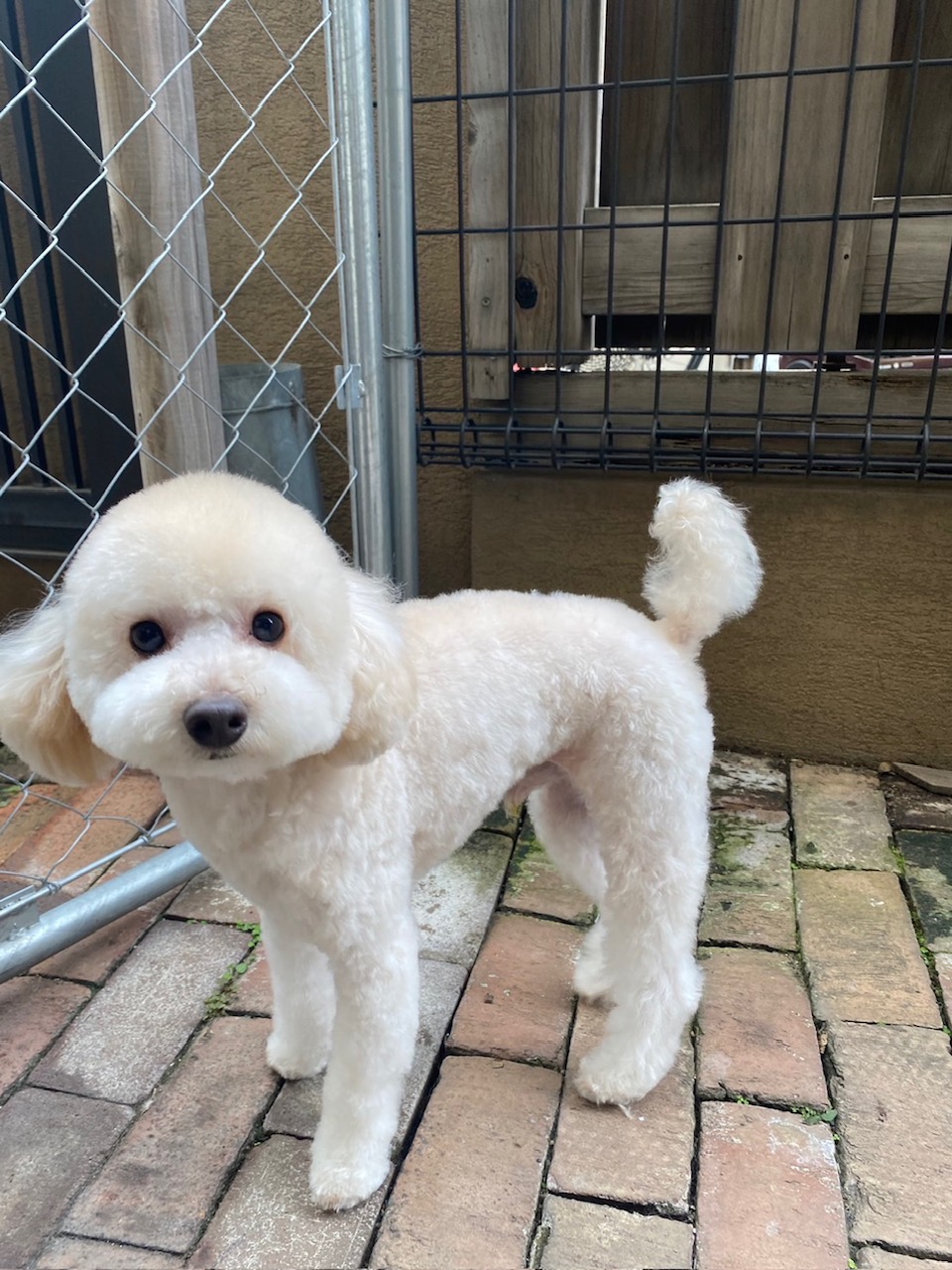 ベイリーちゃん🐩