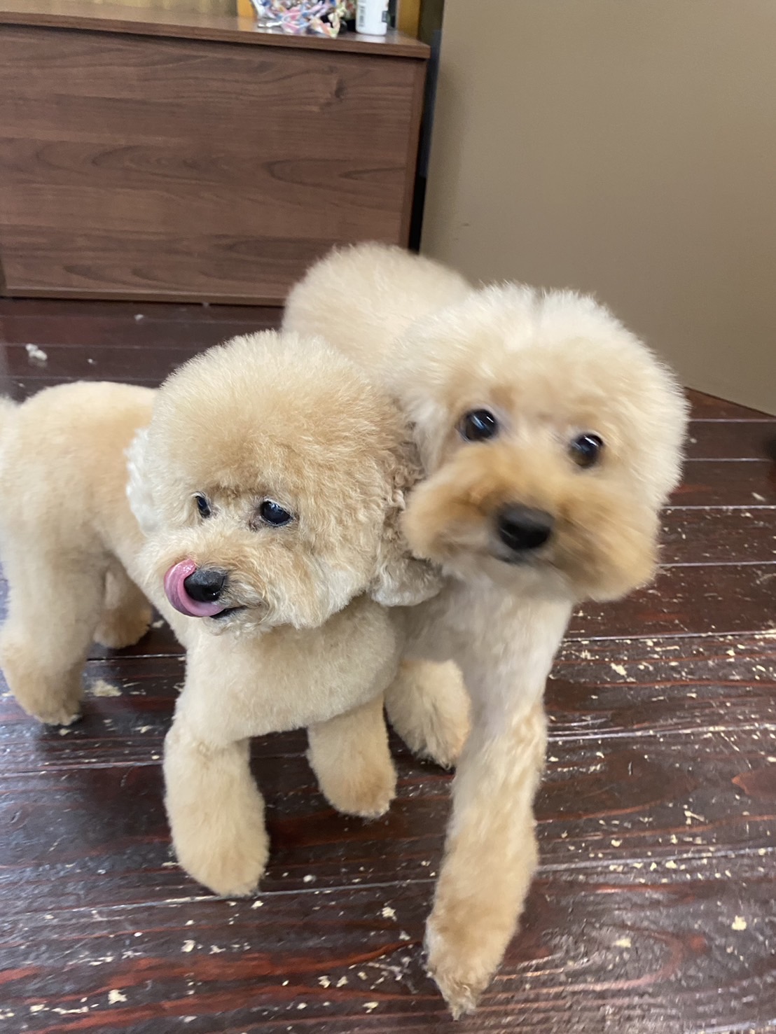 グリコ・マルコちゃん(双子ちゃん)🐩🐩