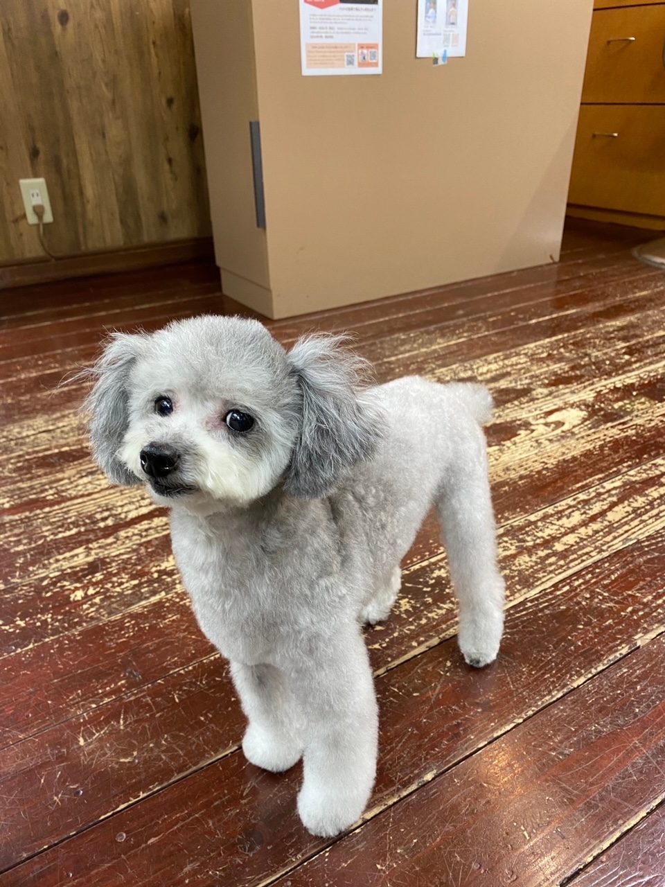 シルキーちゃん?