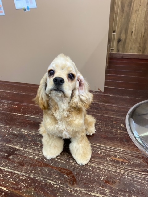 今川焼きちゃん?