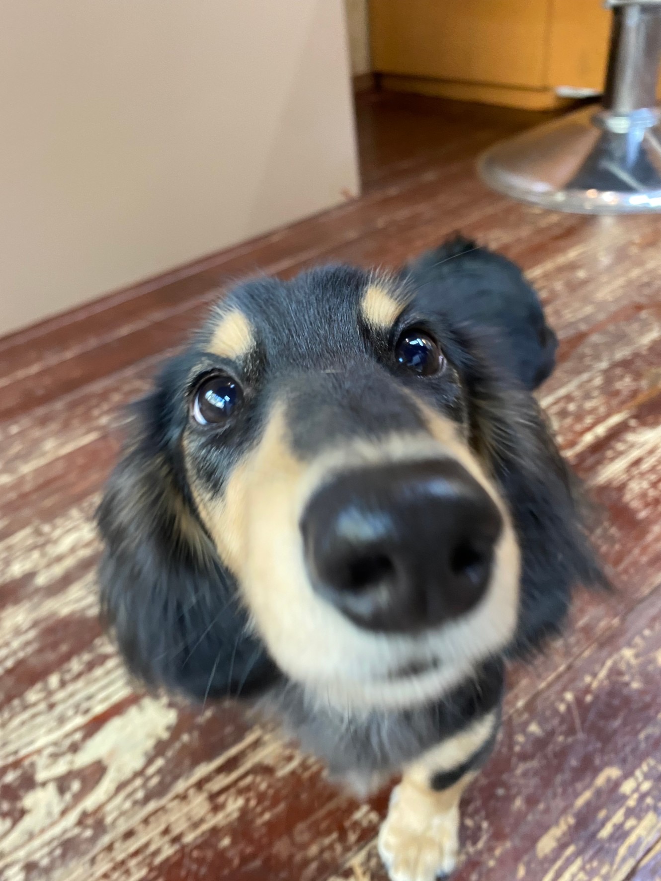 ホーリーちゃん?