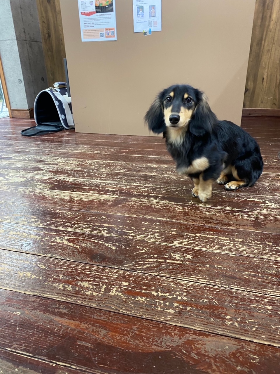 ホーリーちゃん?