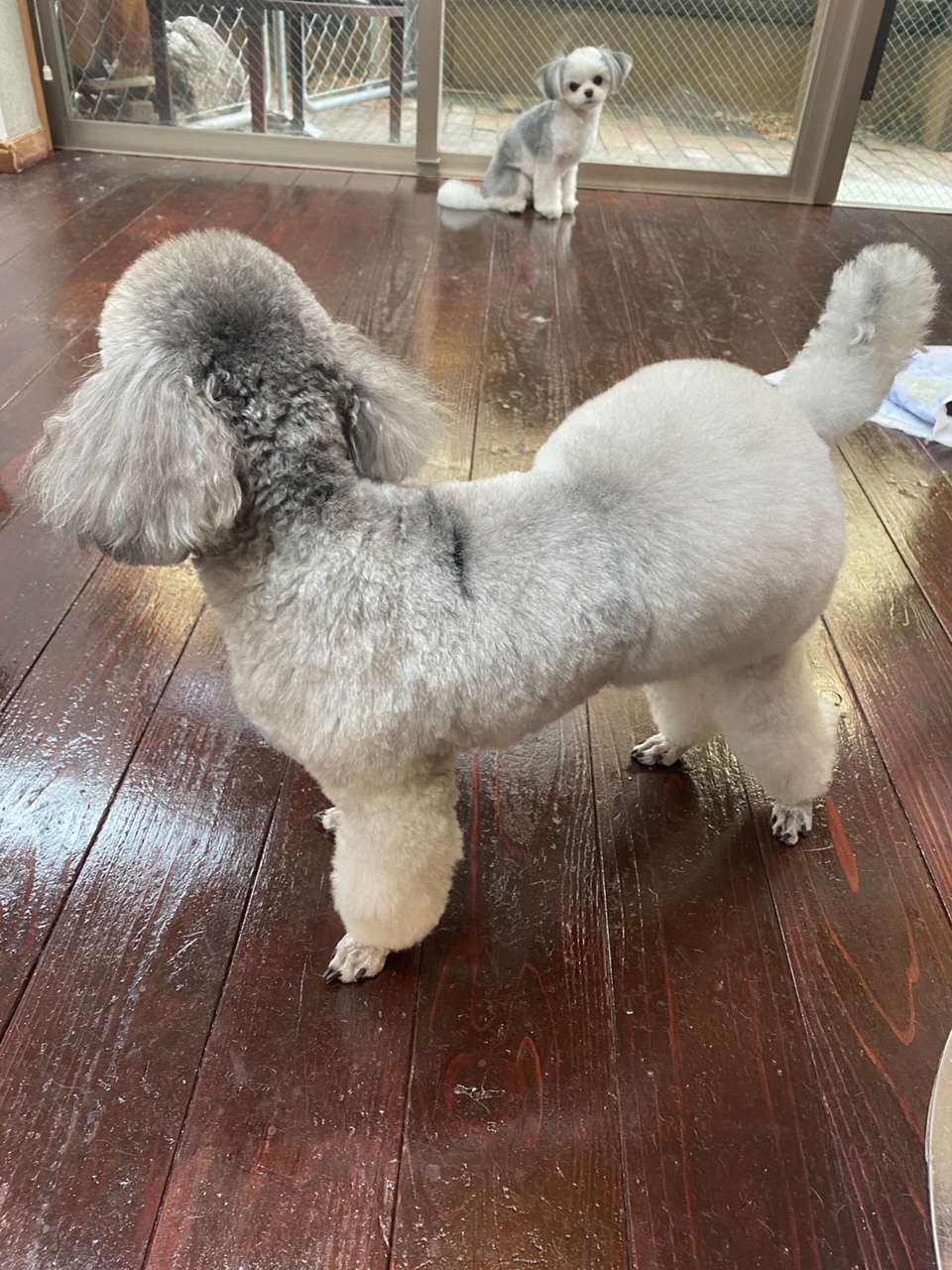 つくしちゃんと豆大福ちゃん?