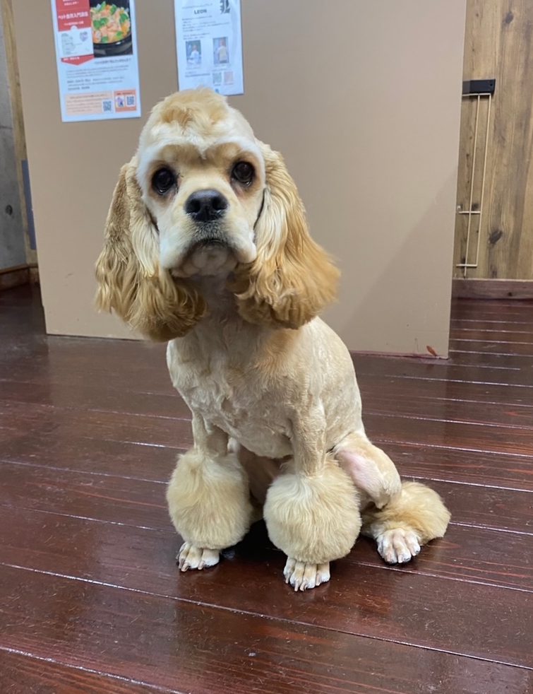 今川焼きちゃん?