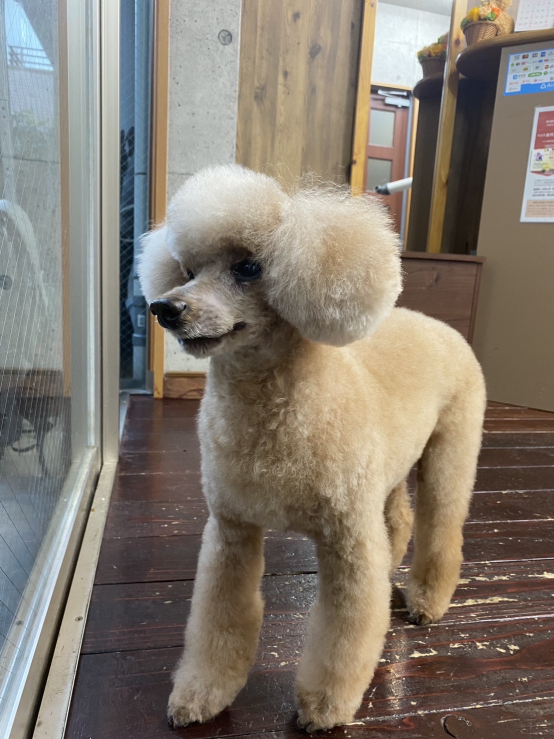 茶々丸ちゃん🐩