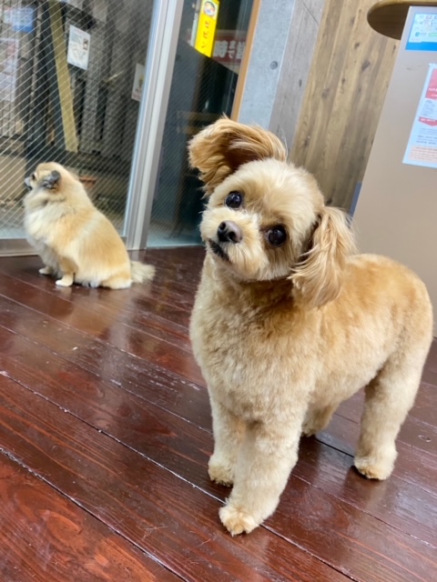 イルちゃん?アムちゃん?