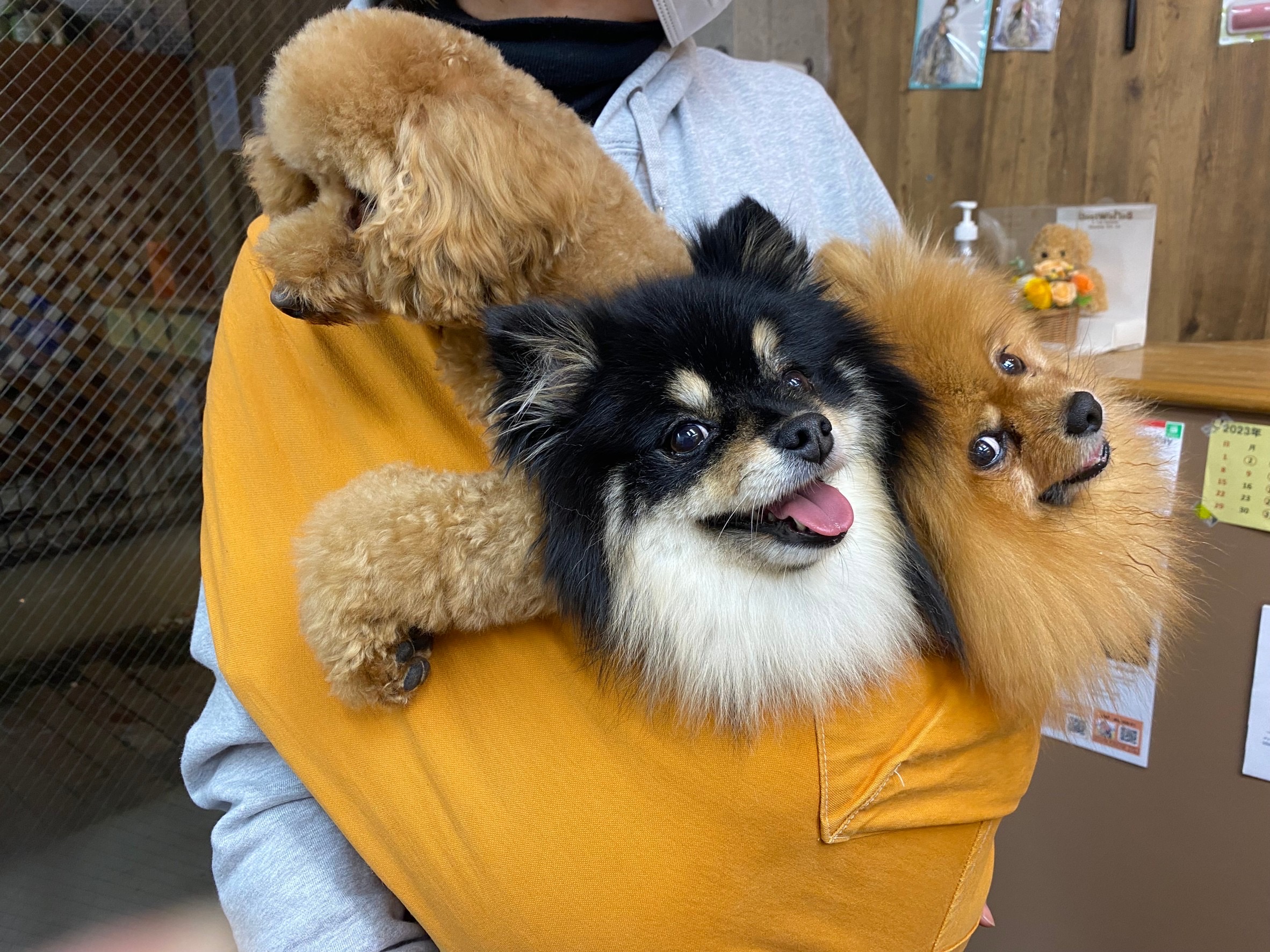 きなこ&あんちゃん?こすずちゃん?