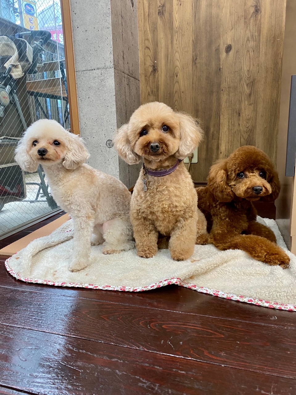 ニコ＆シエル＆チャコちゃん?