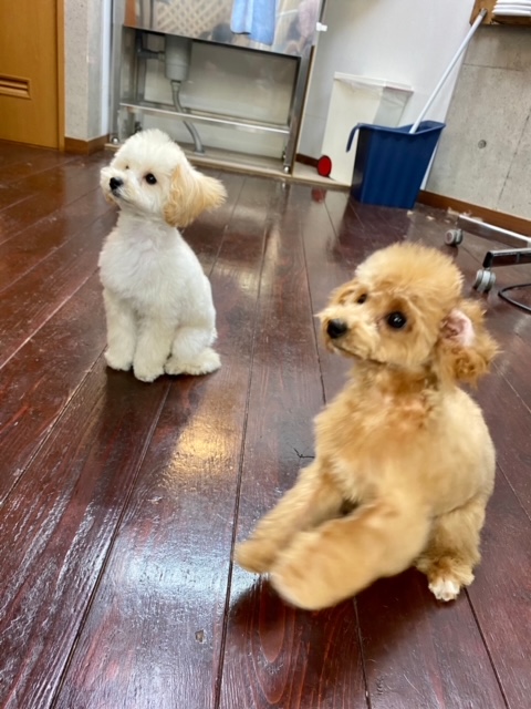 ぷぷ・ぽぽちゃん??