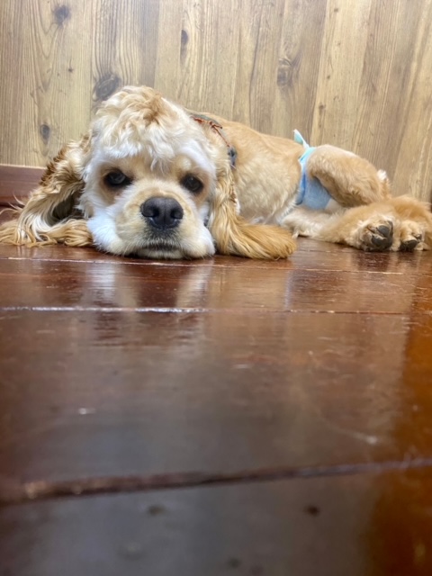 今川焼きちゃん?