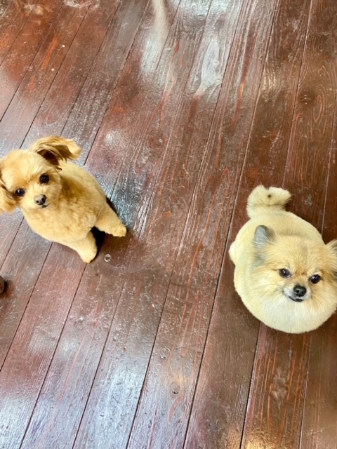 イルちゃん?アムちゃん?