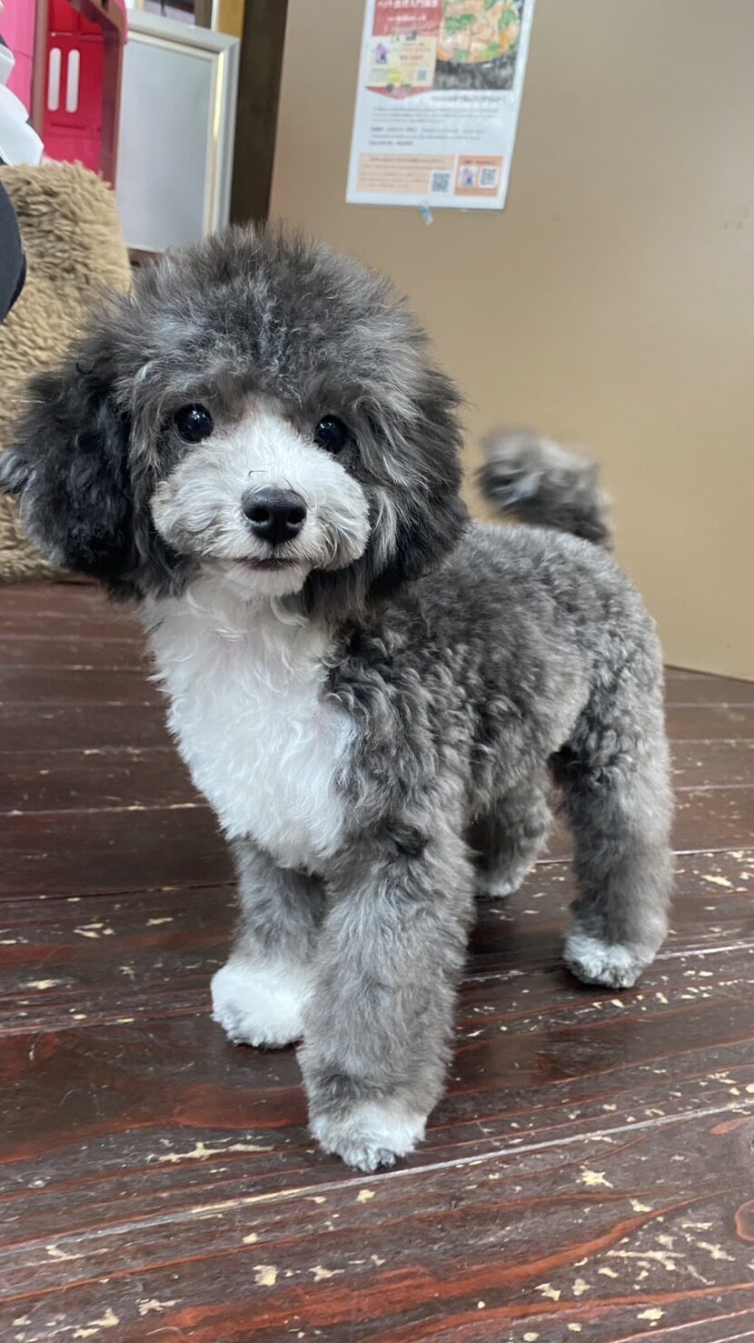 そらちゃん👶🐩