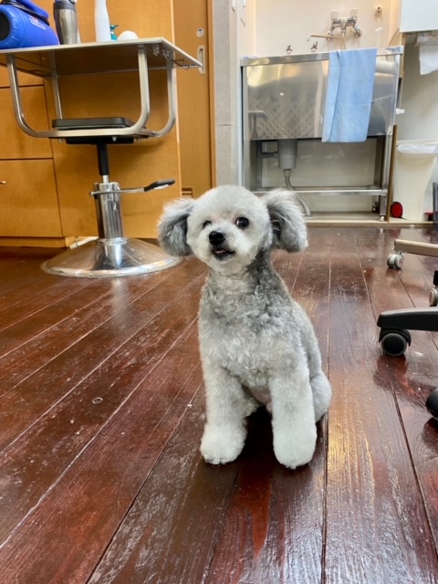 シルキーちゃん?