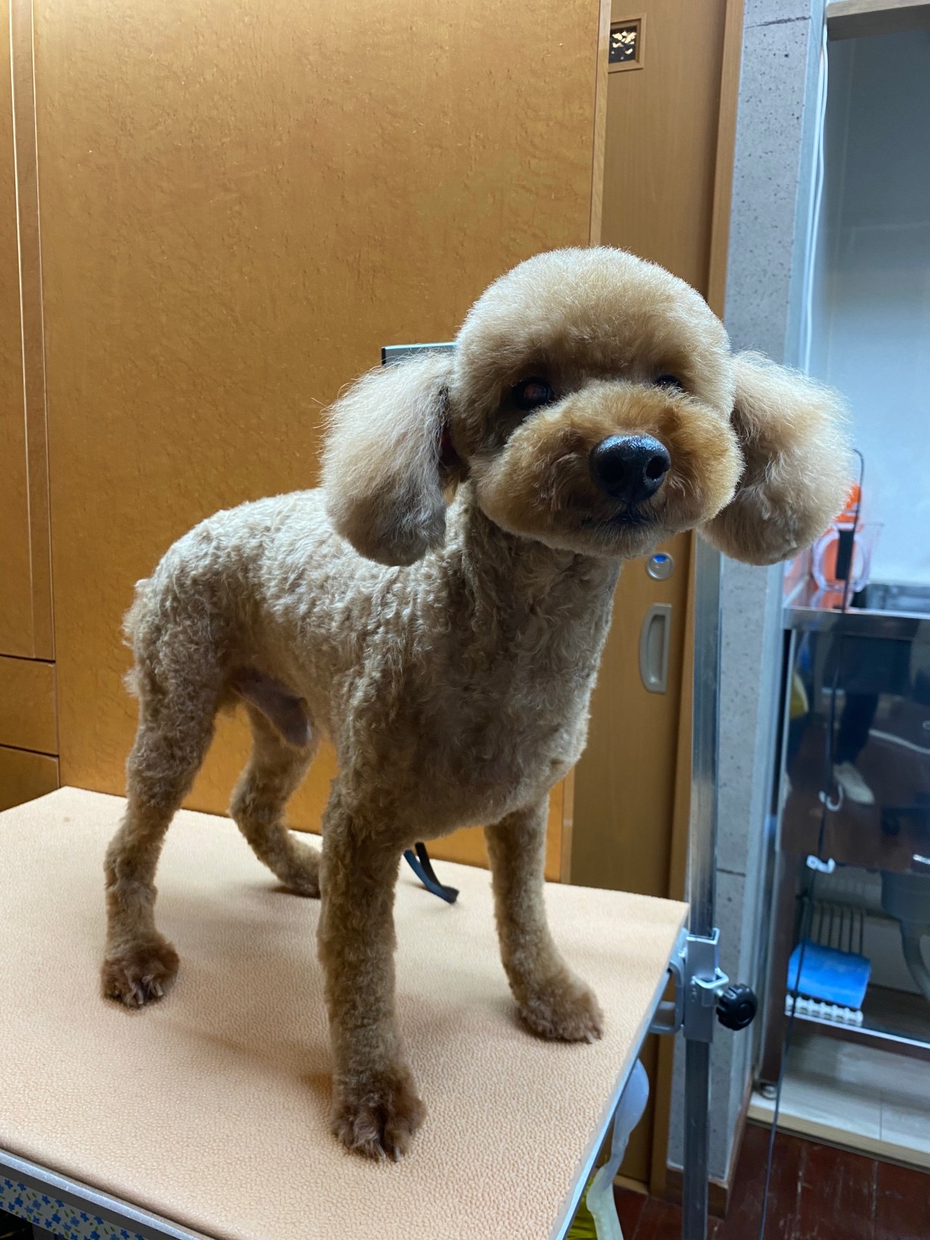 パンゾーちゃん?