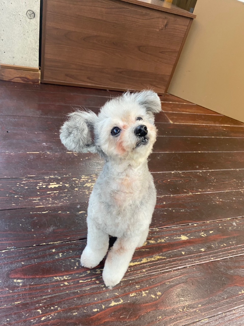 シルキーちゃん🐩