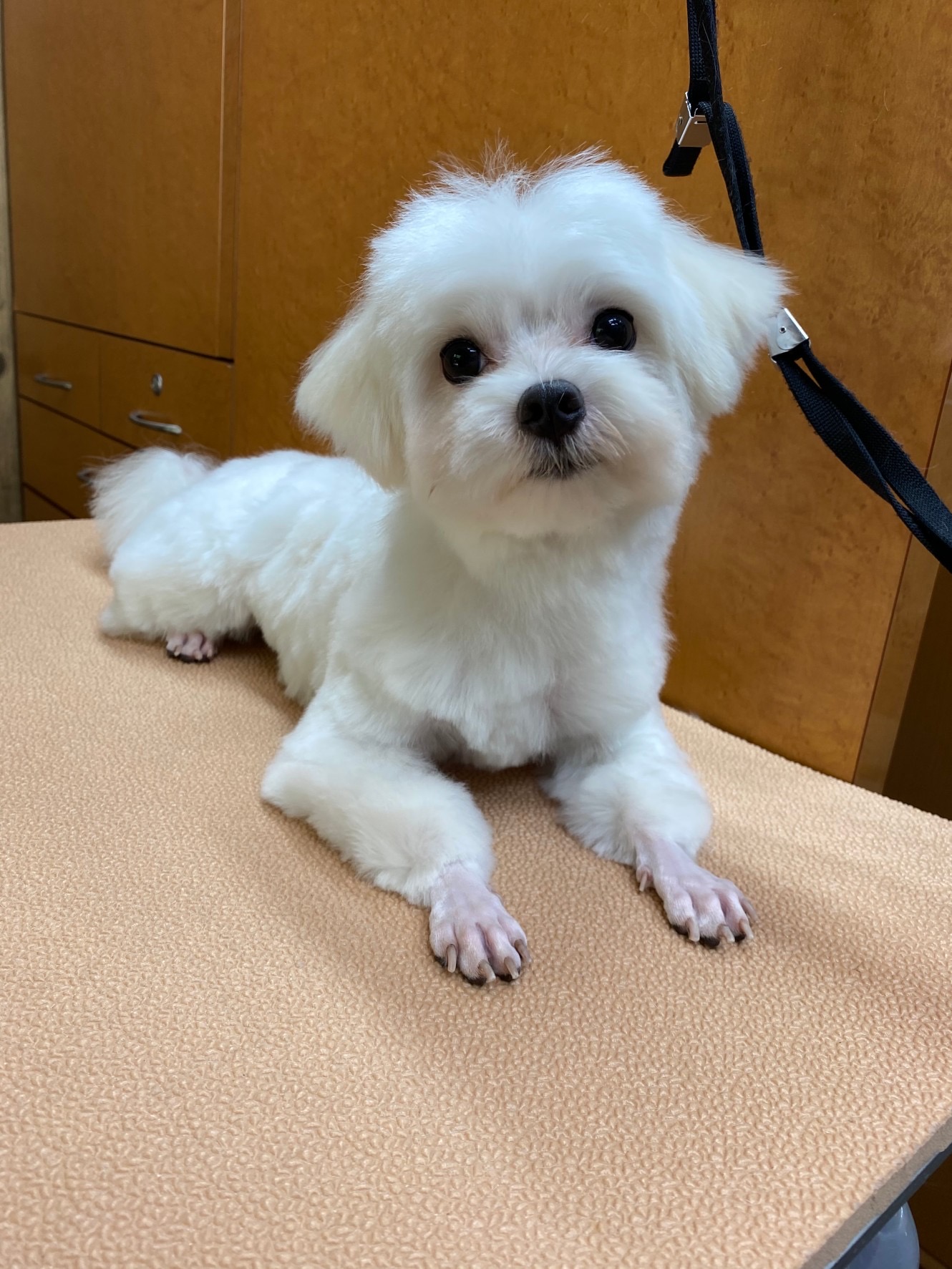 こむぎちゃん！