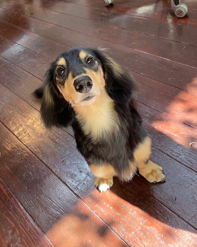 ホーリーちゃん?