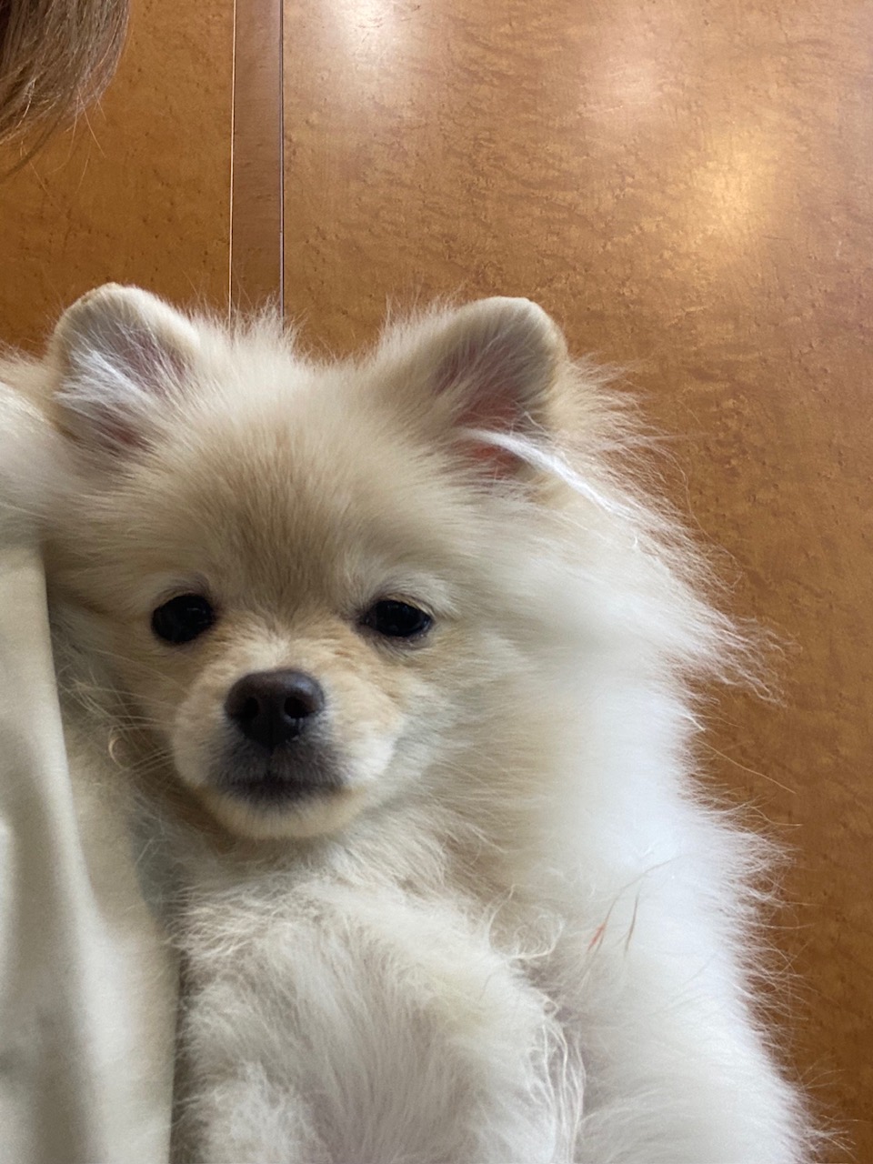 ロイちゃん🐶👶