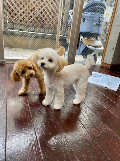 ぷぷ・ぽぽちゃん???