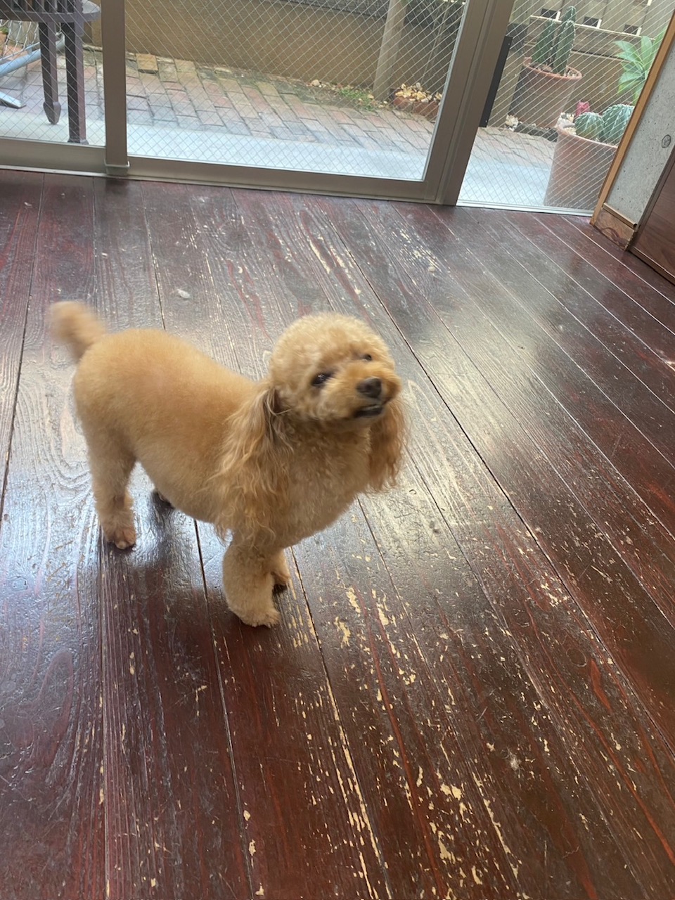 レイナちゃん🐩