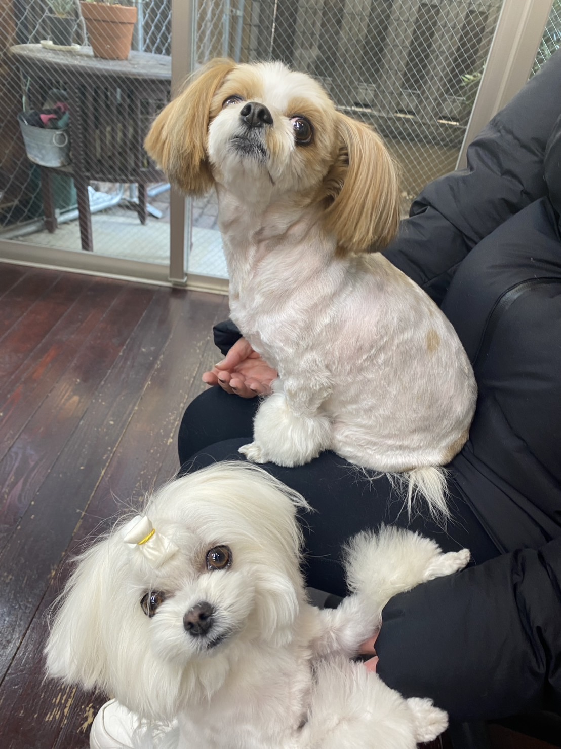 レオンちゃんとスカイちゃん🐶🐶