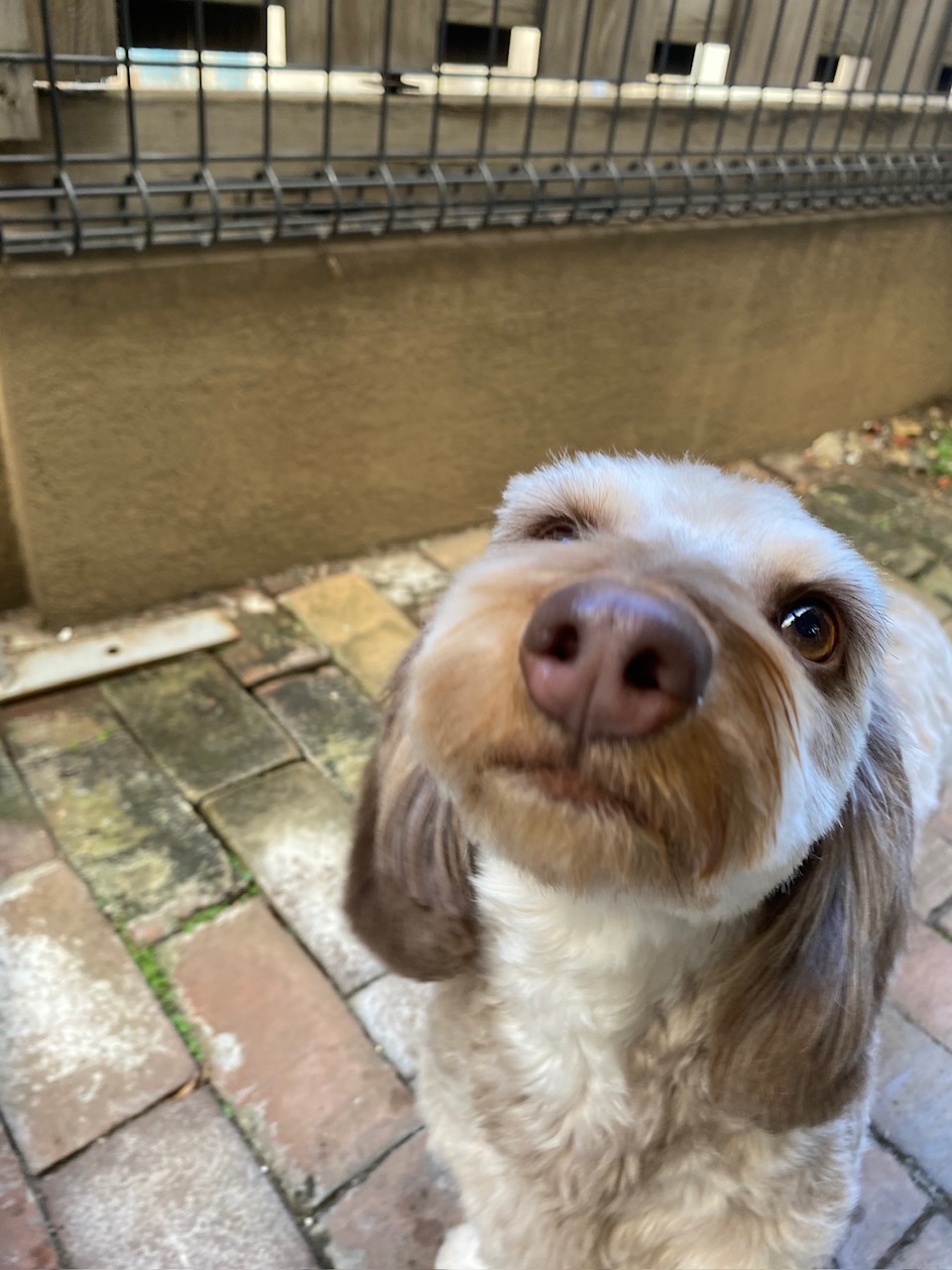 フランちゃん🐶