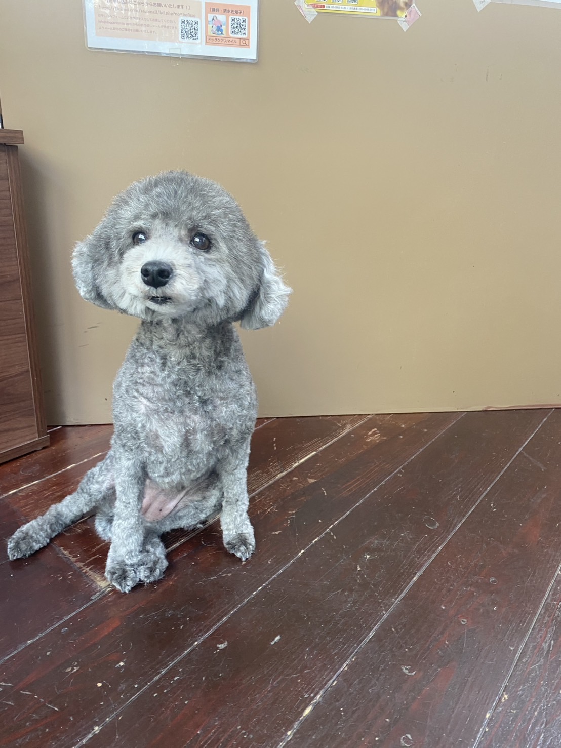 オハナちゃん🐩