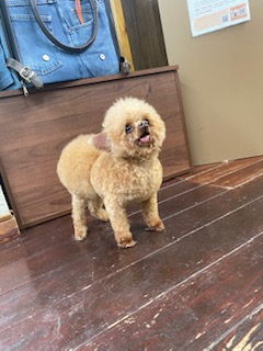 プリンちゃんバンビちゃん🐩🐩