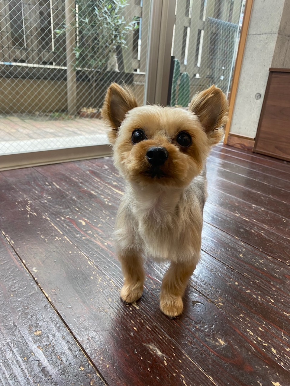 ラスティちゃん🐶