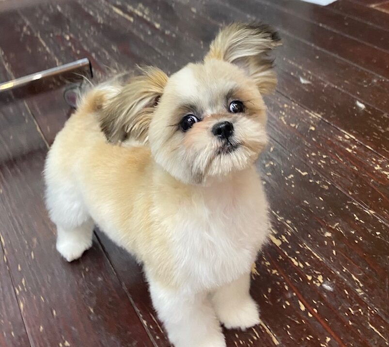 ギズモちゃん🐶