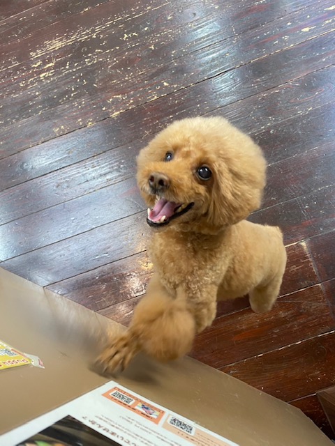 ここあちゃん🐩