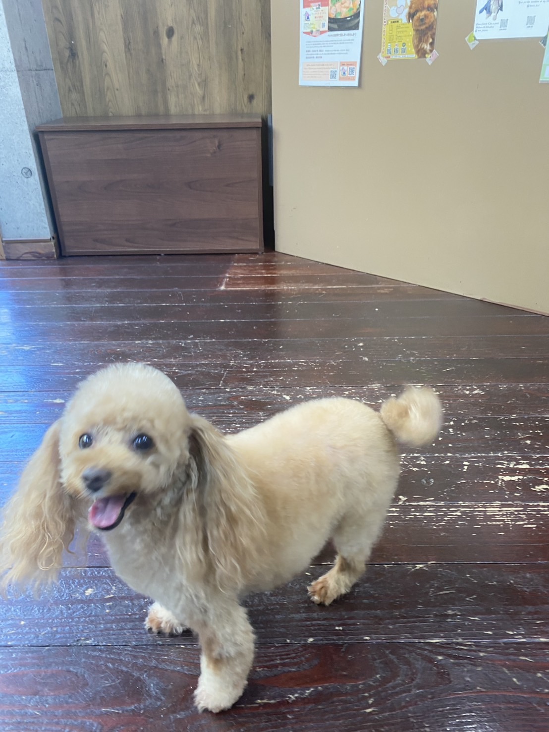 レイナちゃん🐶