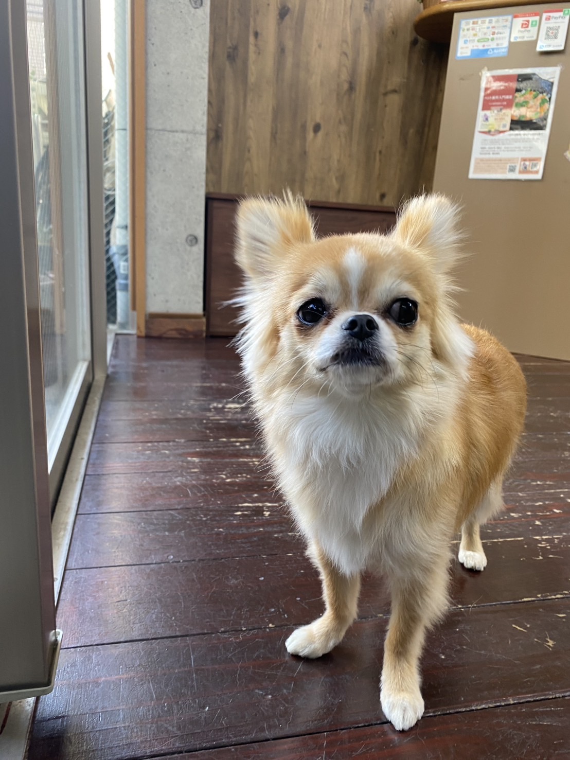 アニーちゃん🐶