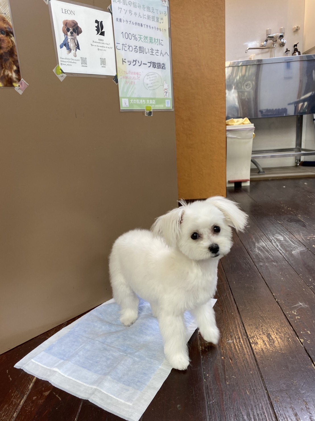 ゆきちゃん🐶👶