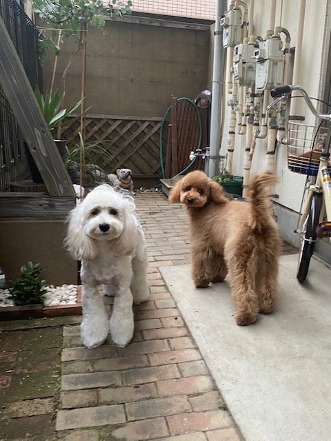 もなかちゃんとこむぎちゃん🐶🐶