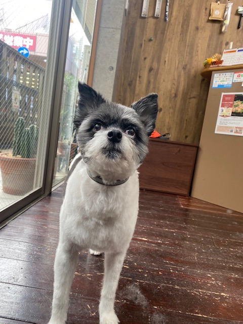 晴明(ハルミン)ちゃん🐶