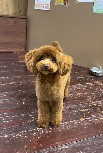 ひまるちゃん🐩