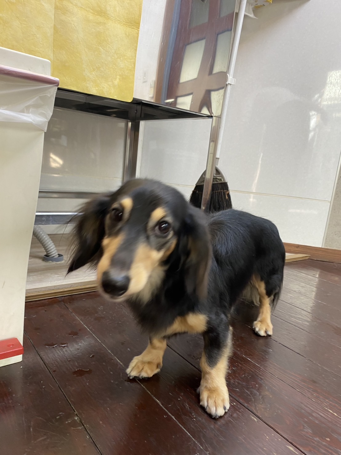 ホーリーちゃん🐶