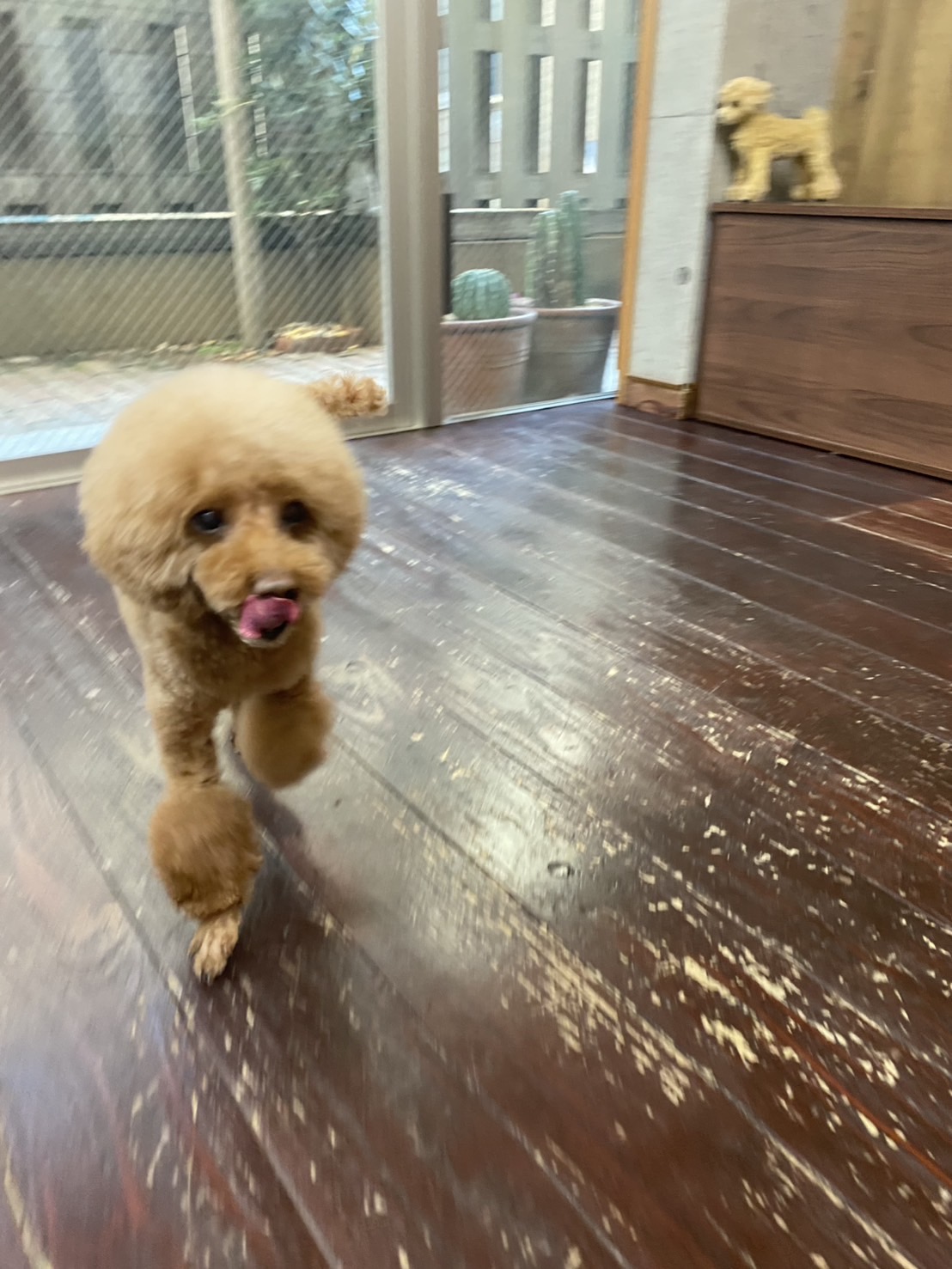 ここあちゃん🐩