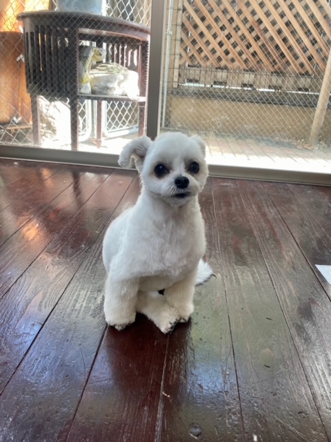 Fuuuちゃんニコちゃんペコちゃん???